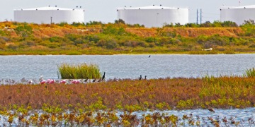 environmental wetlands